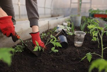 ανθεκτικα φυτα εξωτερικου χωρου στον ηλιο και στο κρυο,