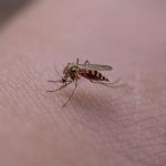 σε τι ειναι χρησιμα τα κουνουπια και αλλεσ ερωτησεισ