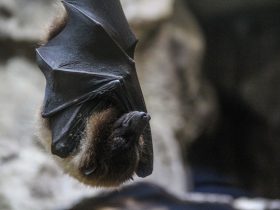 νυχτεριδα στο σπιτι τι σημαινει και τι συμβολιζει, νυχτεριδα κοιμαται