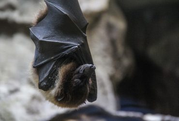 νυχτεριδα στο σπιτι τι σημαινει και τι συμβολιζει, νυχτεριδα κοιμαται