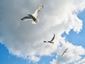πωσ βρισκουν τα περιστερια τον δρομο τουσ και δεν χανονται