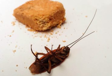 ετσι μπορεις να διωξεισ τισ κατσαριδεσ με φυσικο τροπο